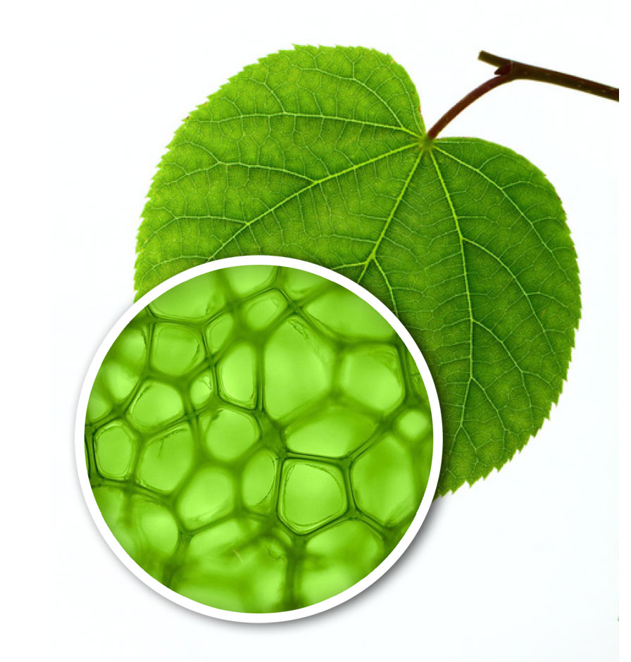 leaf_chlorophyll